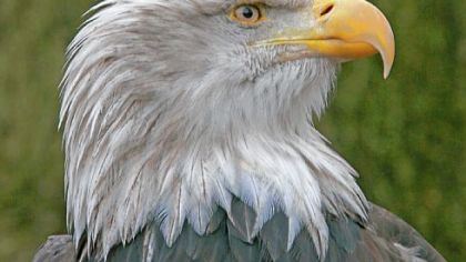 The American bald eagle is enjoying a resurgence.