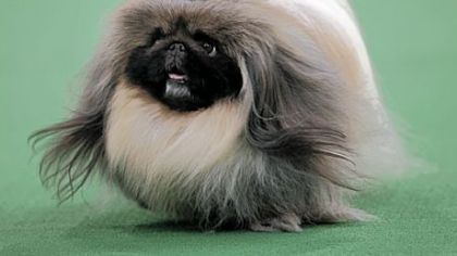 A Pekingese named Malachy walks across the floor during the judging of the toy group at the 136th annual Westminster Kennel Club dog show in New York.