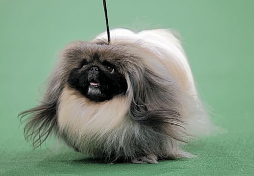 Malachy A Pekingese