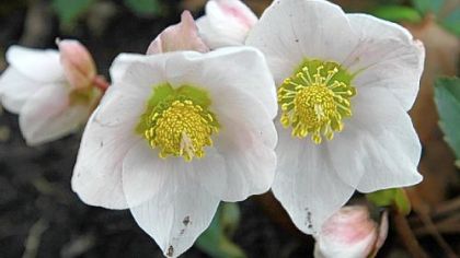 Christmas Rose (Helleborus niger).