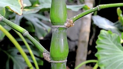 Dwarf Buddha's Belly Bamboo, a new planting in the Indian Rain Forest room that will open on Saturday.