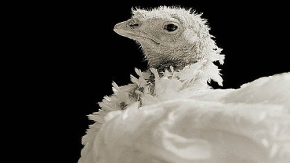 What to do This Weekend: Exhibit features two photographers who won Silver Eye Center competitions