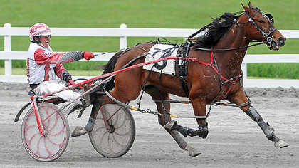 harness racing photo