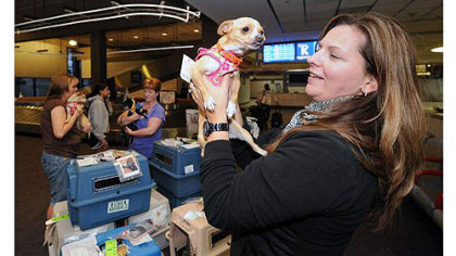 Dancer, one of seven Chihuahuas heading from San Diego to Critter Care in Evans City to be available for adoption, meets Jodi Hilliard from Butler at Pittsburgh International Airport.
