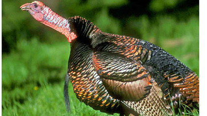Hunting: Run and gun for late-season longbeards