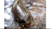 Lunker trout, cute kids, nature art and more in the Post-Gazette's Trout Photo Contest