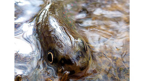  - 05-20-34_wild-brook-trout_original