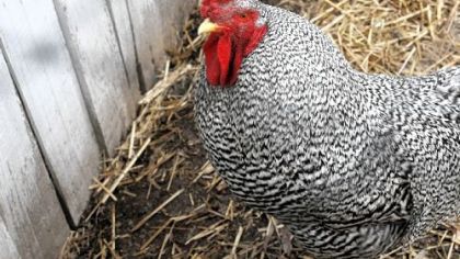 Henry, the henhouse rooster at Neville House, is a Dominique chicken. Also known as Dominicker or Pilgrim Fowl, the breed dates to Colonial times.