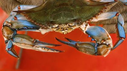 Maryland urging chefs to buy Chesapeake Bay crabs