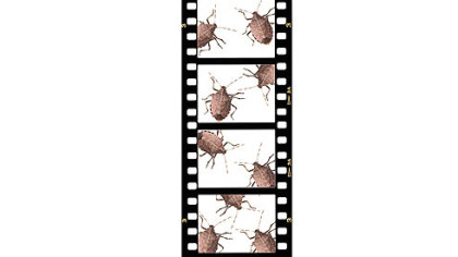 Let's Talk About Art: Stink bug art