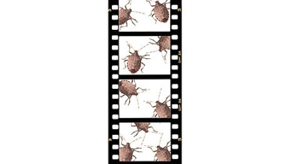 The reviled stink bug is the subject of this year's Film Kitchen Contest Show.
