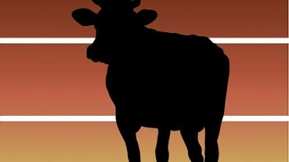 The Morning File / In every relationship, there's give and take. Even for a cow and bull.