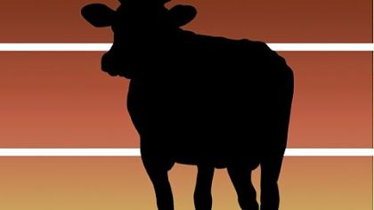 The Morning File: In every relationship, there's give and take. Even for a cow and bull.