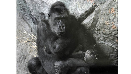 Moka, a  western lowland gorilla, cradled her newborn baby at the Pittsburgh Zoo & PPG Aquarium in February. The baby died over the weekend.