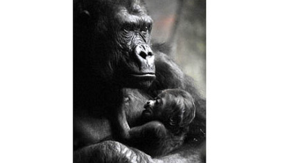 Moka, a western lowland gorilla, cradles her newborn baby in February at the Pittsburgh Zoo & PPG Aquarium. The infant gorilla died on Saturday.