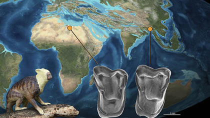 An illustration showing the relationship between archeological finds in Africa and recently, Myanmar. Nearly indentical teeth belived to be from related species were found in Africa and Asia, supporting a theory that early human ancestors migrated from Asia to Africa.