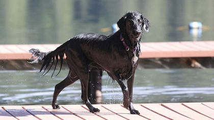 McKenzie, a black flat-coated retriever owned by Gina Spadafori, has cancer.