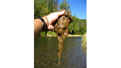 Didymo or rock snot is an invasive algae that has recently been discovered in the southwestern part of Pennsylvania. The algae was found in the Youghiogheny River (although this photo was not taken there).