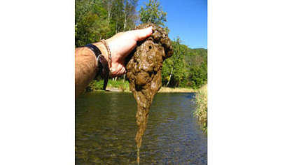 Invasive alga "rock snot" has been found in the Youghiogheny River, although this photo was not taken there.