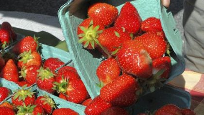 Strawberries at the June 7th farmers market in Market Square.