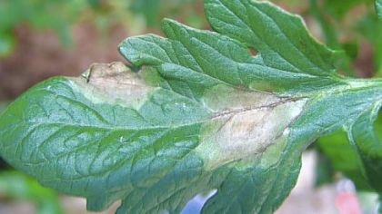 Lesions on top of a tomato leaf indicates late blight.