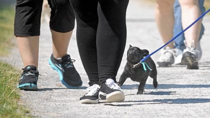 Dozer, a 14-week-old Chihuahua-dachshund mix tries not to get stepped on during the Panera Pup Walk last weekend in Homestead. Dozer is owned by Doug and Jennifer Bishop of Gibsonia.