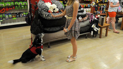 Moochie & Co. store manager Nancy Goebel gives command to her 9-year-old border collie mix, Romeo, at the Mall of Robinson.