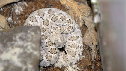 A two-foot diamondback rattlesnake, as identified by Paul McIntrye of Triangle Pet Control Service, was taken out of a house on Broadway Ave in Stowe Township.