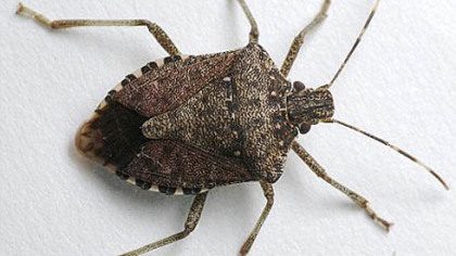 Stink bug