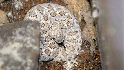 A 2-foot Western diamondback rattlesnake was taken out of a house on Broadway Street in Stowe.