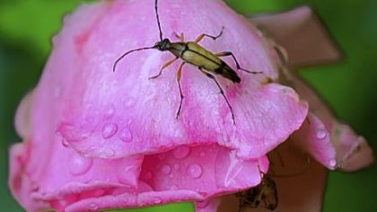 A flower longhorn beetle on a spent rose.