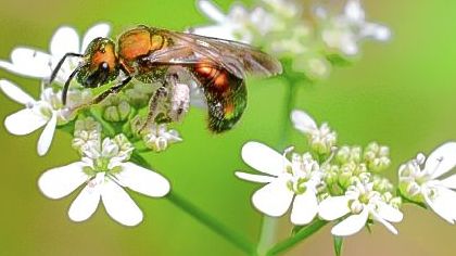 A bee covers itself with pollen from the herb cilantro.