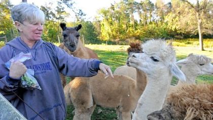 Nada Sarkin's alpacas crowd around as she shows her treat bag at her rural home in Penn Township, Butler County.