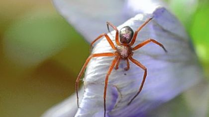 A spider crawls over a pansy flower.