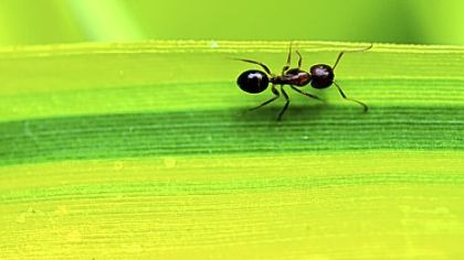 An ant makes its way across a bamboo leaf.