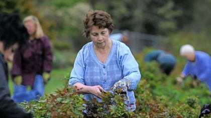 Mary Carney of White Oak and other gardeners prune rose brushes at Renziehausen Park, McKeesport.