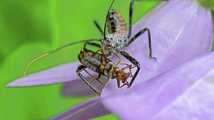 An assassin bug nymph spears its prey with its long proboscis.