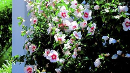 The Rose-of-Sharon, photographed at the Columbus Botanical Garden in Columbus, Ga., is known botanically as Hibiscus syriacus.