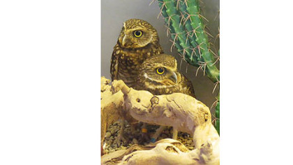 The National Aviary recently welcomed two burrowing owls.