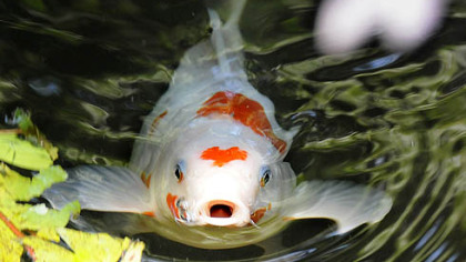 A Koi surfaces in the Segal pond.