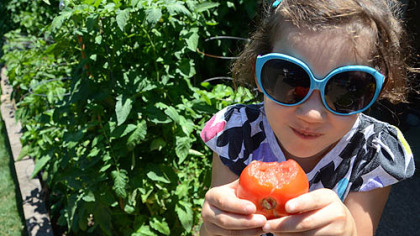 Ava Hogan enjoys an early tomato from her grandfather's garden.