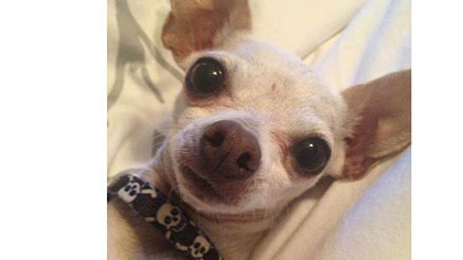Lucky, one of seven Chihuahuas rescued from California by Chihuahua Rescue of San Diego.