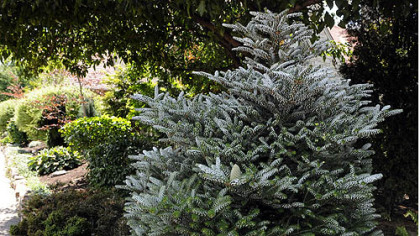 A Korean blue spruce is one of the many unique plants in Jerry and Monica Segal's garden at their Regent Square home.