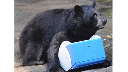 The Pittsburgh Zoo & PPG Aquarium used Susan (pictured) and Stanley, the zoo's two black bears, to demonstrate what hungry bears can do to a campsite if food is left in the open.