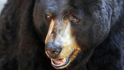The Pittsburgh Zoo & PPG Aquarium used Susan and Stanley, the zoo's two black bears, to demonstrate what hungry bears can do to a campsite if food is left in the open. See the full story in today's Pittsburgh Press.