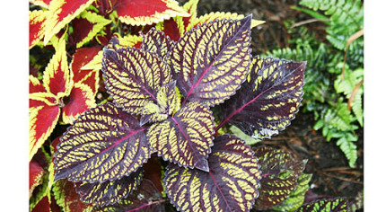 Coleus 'Fishnet Stockings'