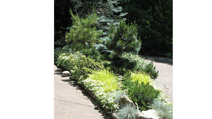 Evergreens and perennials create a pleasing combination at Alan London's home.