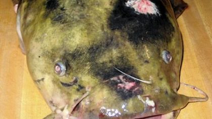 In Pennsylvania, flatheads can grow to 30-40 pounds or larger. The state record is 48 pounds, 6 ounces.