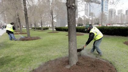 A two- to three-inch layer of mulch around the base of the tree, out to the drip line, helps conserve soil moisture and moderate soil temperature. However, avoid mounding excessive mulch up around the trunk of the tree. Doing so can cause the bark to rot, and it creates a perfect environment for insect and animal damage to occur out of sight.
 -->
