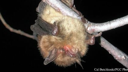 Threatened with extinction by White-nose Syndrome, the little brown bat is among the non-game species managed by the state Game Commission.